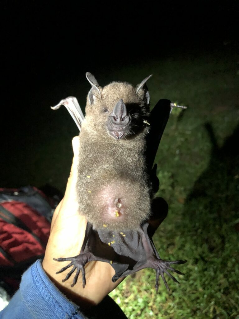 Phyllostomus hastatus, uno de los murciélagos más grandes que encontraron en el estudio. Cortesía de Kathrin Barboza.