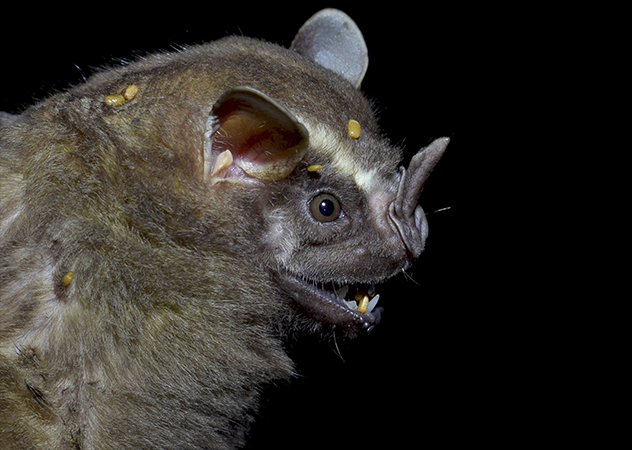 Los superhéroes nocturnos de la Chiquitanía: murciélagos ayudan en la regeneración del bosque quemado