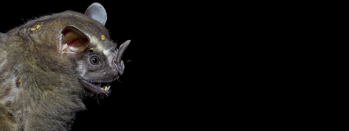 Los superhéroes nocturnos de la Chiquitanía: murciélagos ayudan en la regeneración del bosque quemado