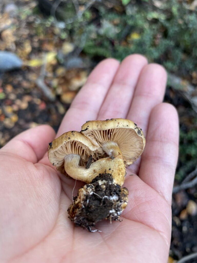 Posible micelio Hypholoma frowardii. Créditos: Francisca Coloma.