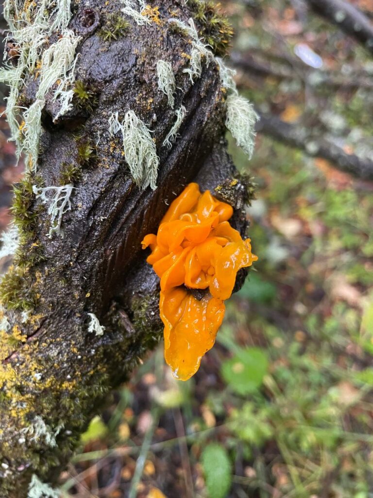 Posible Tremella mesenterica, hongo temblón amarillo. Créditos: Francisca Coloma.