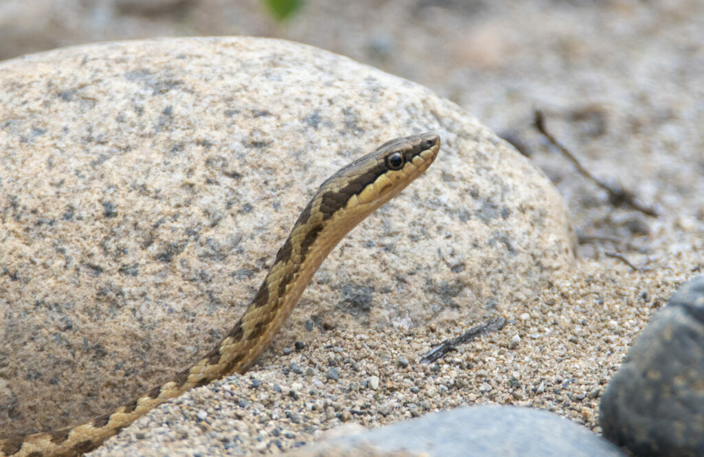 Culebra elegante de cola larga (Pseudalsophis elegans). Créditos: ©David F. Belmonte