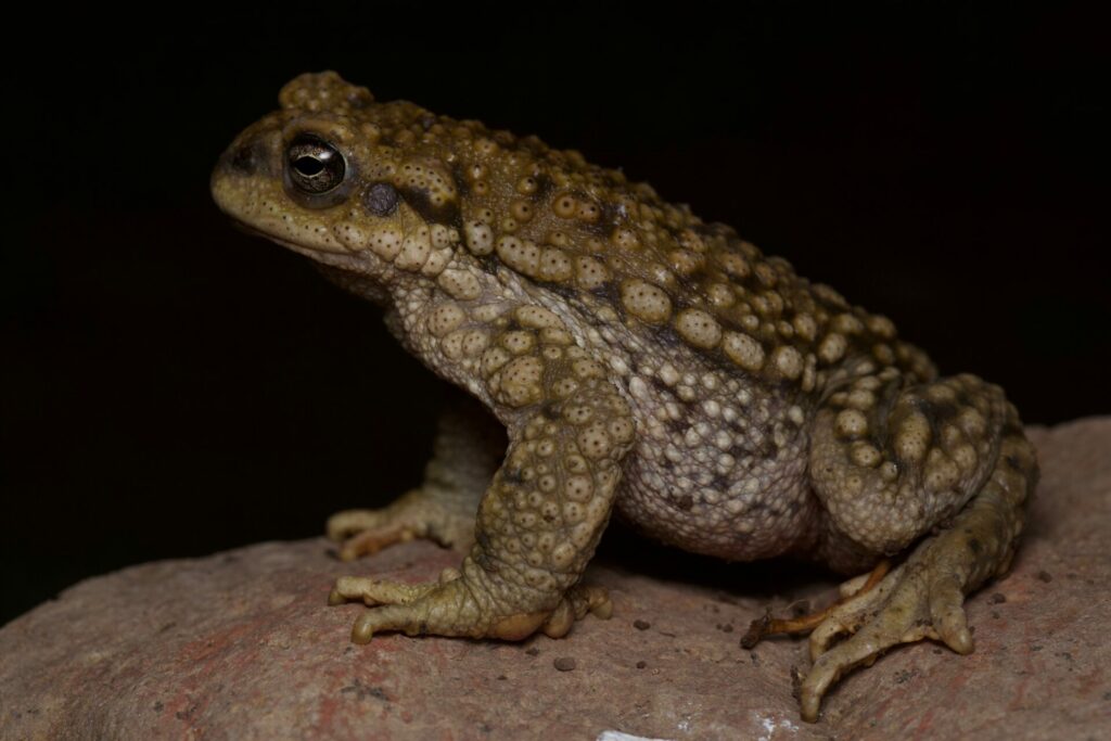 rhinella spirulosa