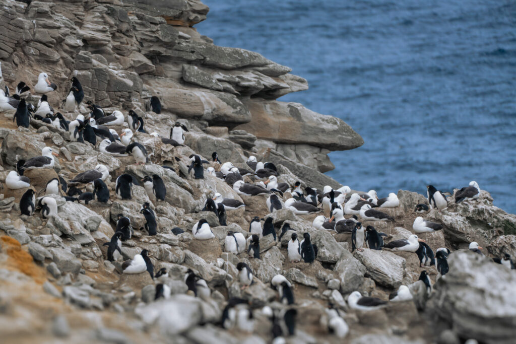 Fauna de la expedición Islas South Georgia. Créditos: Forasteras.