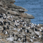 Fauna de la expedición Islas South Georgia. Créditos: Forasteras.