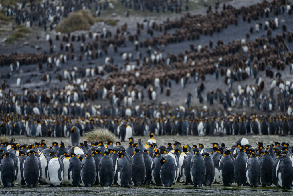 Fauna de la expedición Islas South Georgia. Créditos: Forasteras.