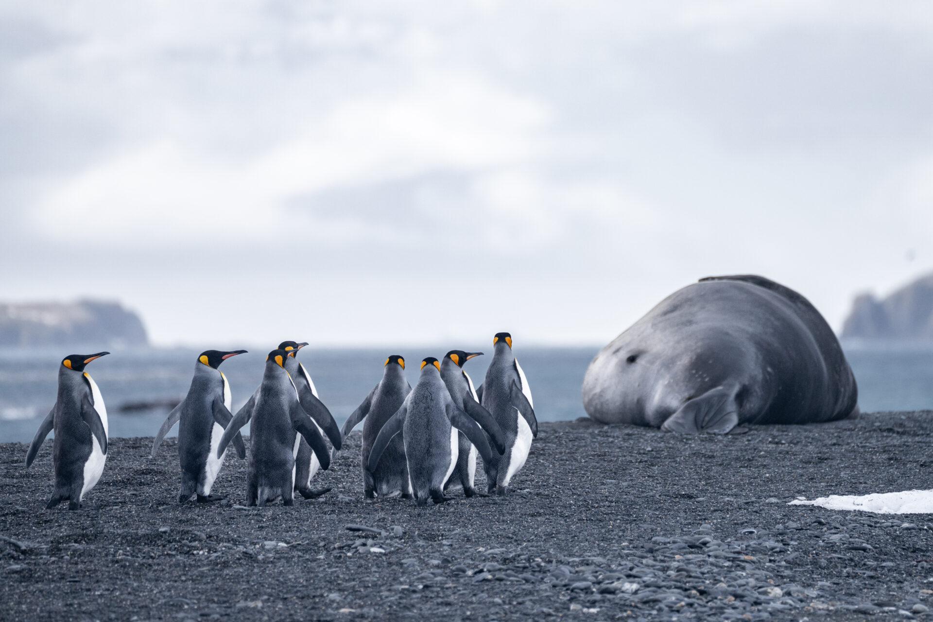 Siguiendo la ruta de Shackleton: un recorrido fotográfico por las islas Georgias del Sur