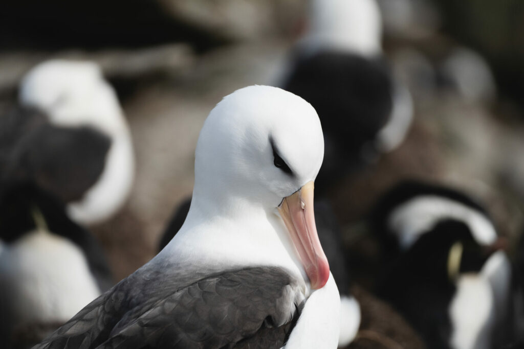 Fauna de la expedición Islas South Georgia. Créditos: Forasteras.