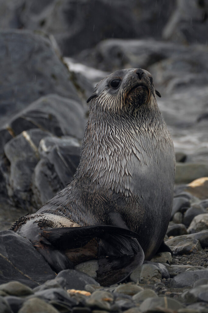 Fauna de la expedición Islas South Georgia. Créditos: Forasteras.