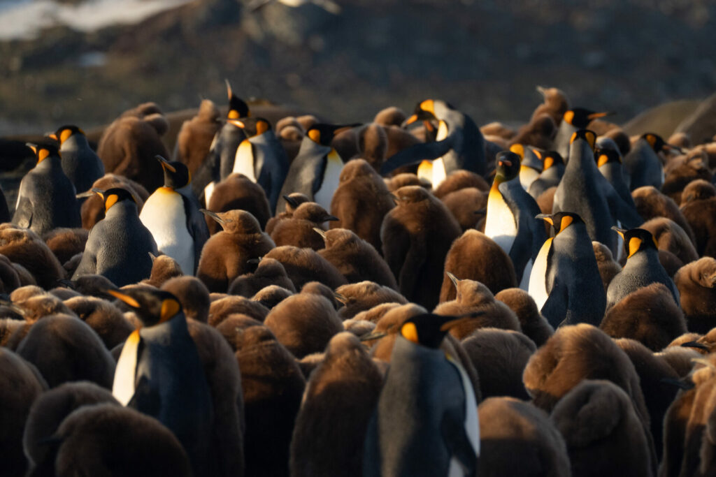 Fauna de la expedición Islas South Georgia. Créditos: Forasteras.