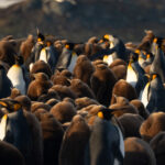 Fauna de la expedición Islas South Georgia. Créditos: Forasteras.