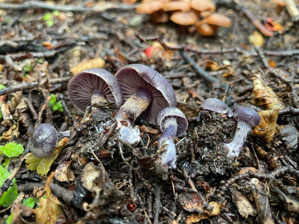 Stephanopus azureus. Créditos: Francisca Coloma.