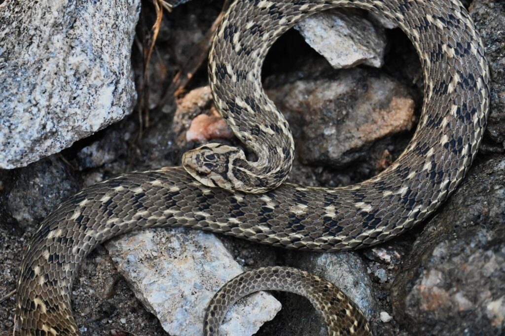 Culebra de cola corta de Perú (Tachymenis peruviana). Créditos: ©Analía Benavidez