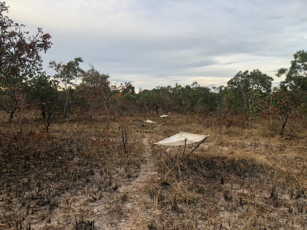 Así se ven las telas instaladas en el bosque quemado de la Chiquitanía. Cortesía de Kathrin Barboza.