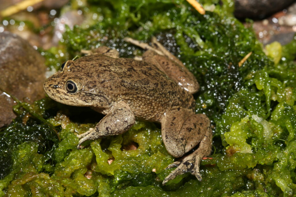 Telmatobius halli en Calama. Créditos: Andy Charrier.