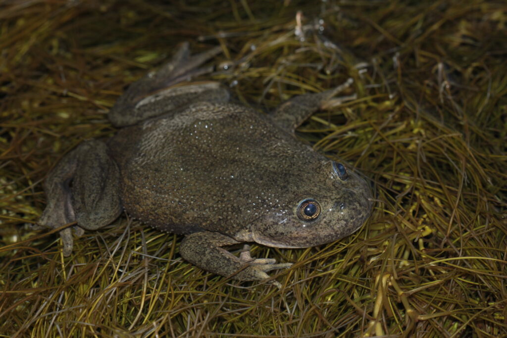 Telamtobius sp. Salar de Ascotan