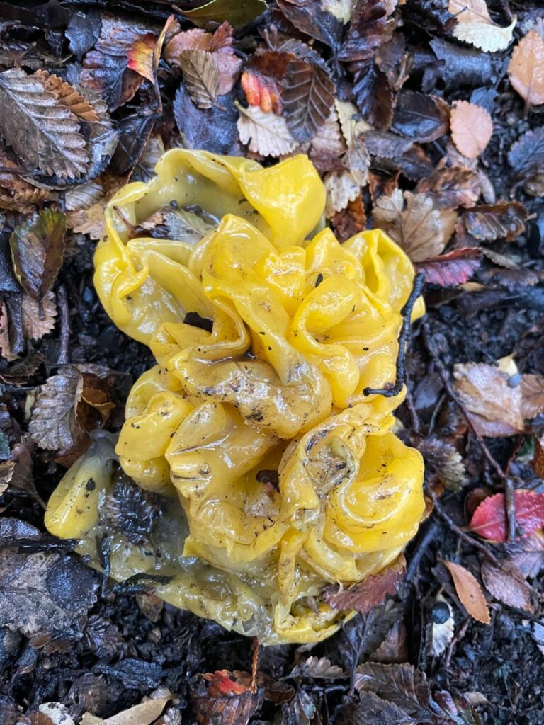 Tremella mesenterica, hongo temblón amarillo. Créditos: Francisca Coloma.