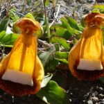 Zapatito de la Virgen Calceolaria uniflora Los Colores de la Patagonia - Ma Teresa Eyzaguirre