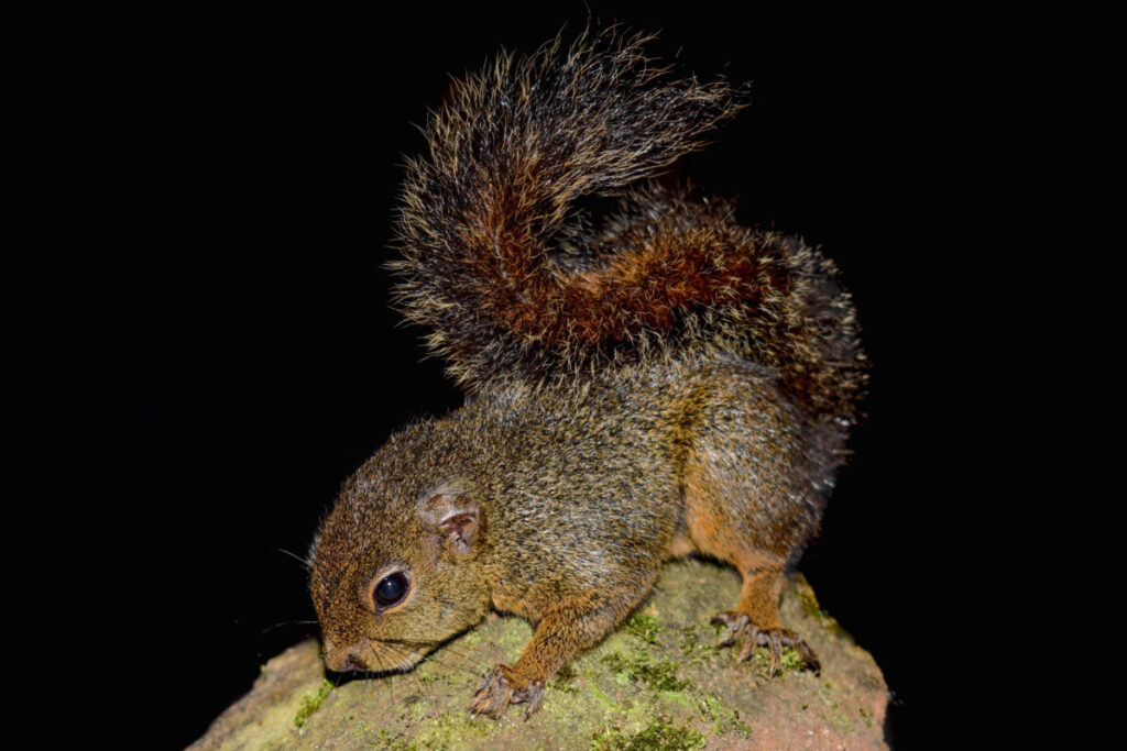 Nueva especie de ardilla descubierta para la ciencia. (Microsciurus.sp). Créditos: © Conservation International/foto de Ronald Díaz