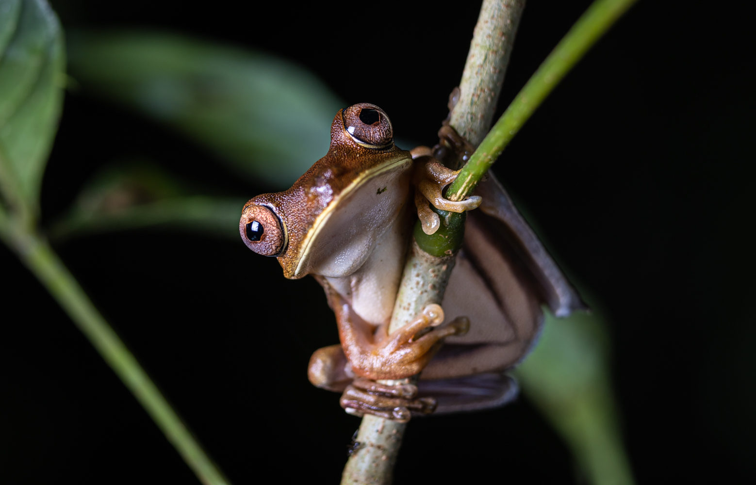 PERÚ | Explorando la región del Medio Putumayo-Algodón, un hotspot de biodiversidad que espera ser protegido