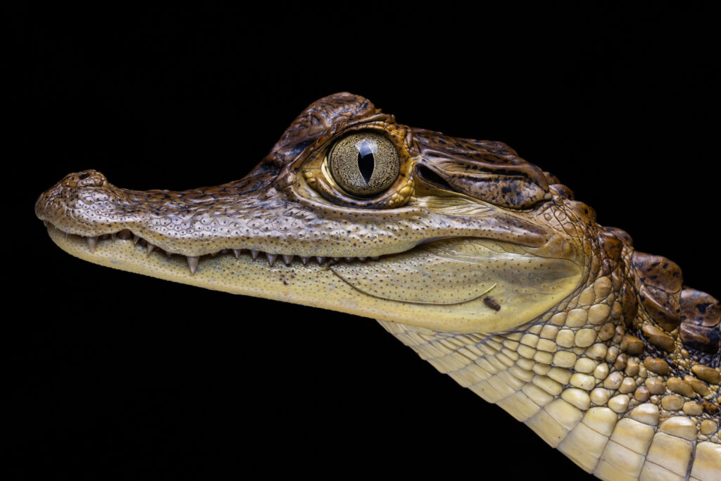 Caimán blanco (Caiman crocodilus).