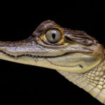 Caimán blanco (Caiman crocodilus).