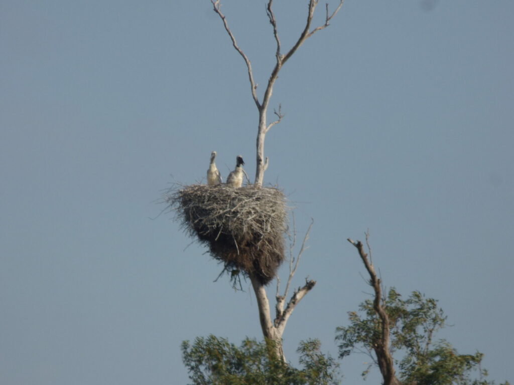 Cigüeña jabirú (Jabirú mycteria). Créditos: Pablo Capovilla