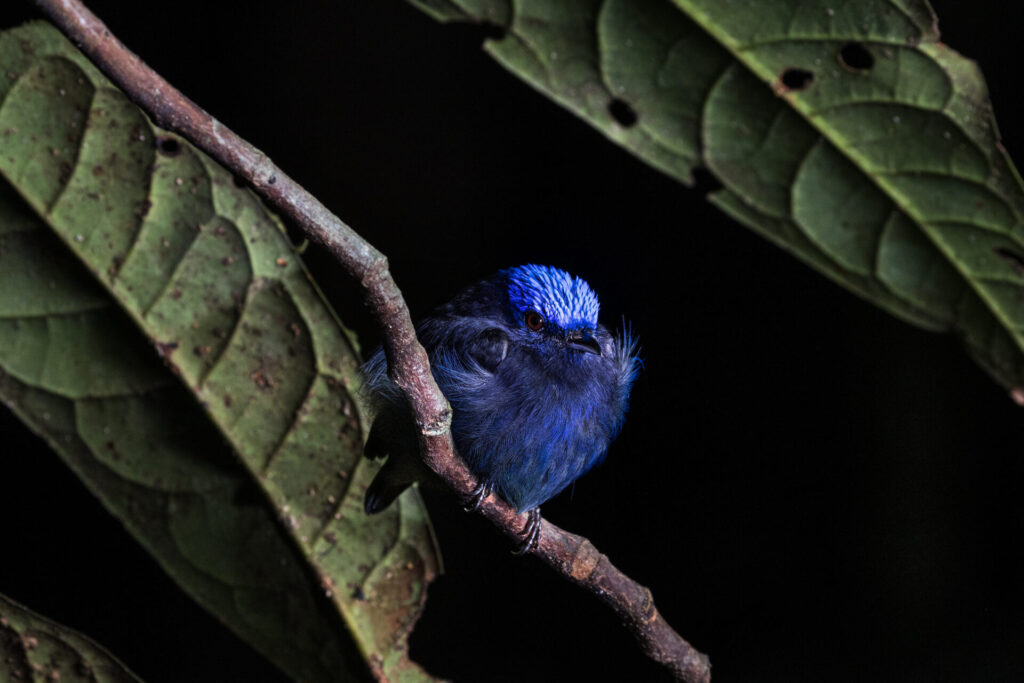 Saltarín de corona azul (Lepidothrix coronata). Créditos: Diego Pérez Romero / SPDA