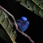 Saltarín de corona azul (Lepidothrix coronata). Créditos: Diego Pérez Romero / SPDA