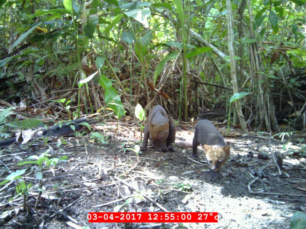 Dos yaguarundíes capturados por una cámara trampa en Belice. Los yaguarundíes suelen ser vistos en parejas. Sin embargo, los investigadores aún no saben si estas parejas están formadas por individuos no emparentados o son crías maduras con la madre. Imagen cortesía de Panthera Belice