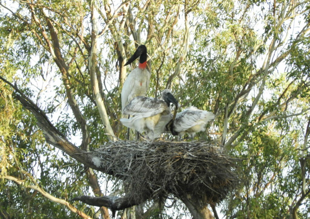 Cigüeña jabirú (Jabirú mycteria). Créditos: Pablo Capovilla