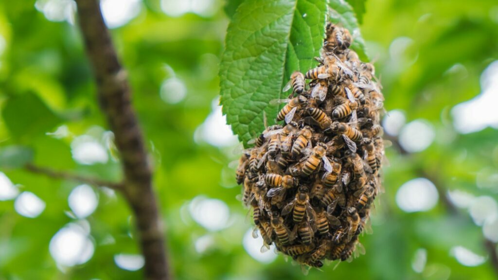 Abejas agrupadas en torno a su panal. Créditos: Brunomili.