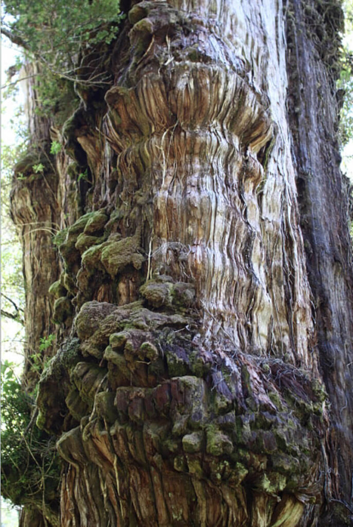 Alerce Milenario en el Parque Nacional Alerce Costero.