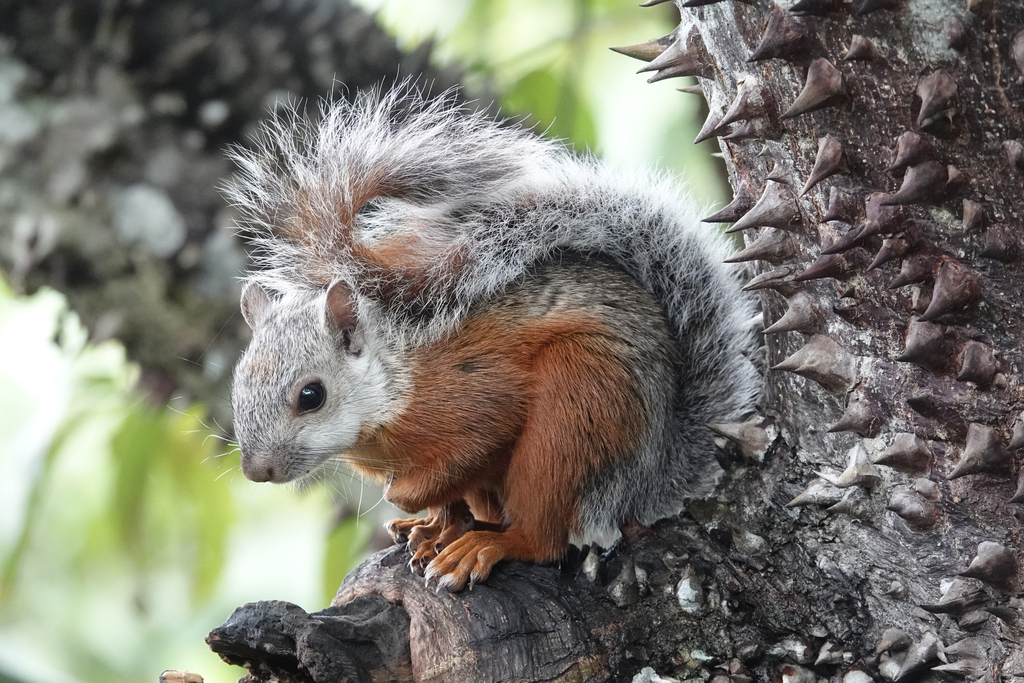 Ardilla centroamericana (Sciurus variegatoides). Créditos: Jo Akker