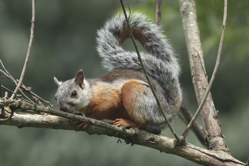 Ardilla centroamericana (Sciurus variegatoides). Créditos: charm