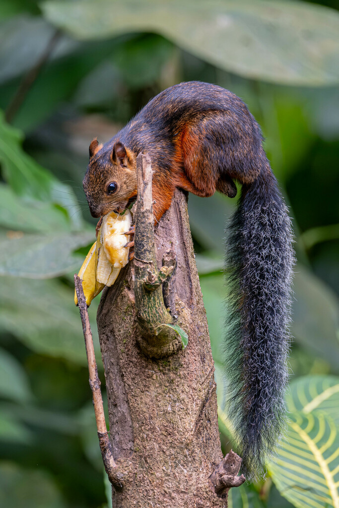 Ardilla centroamericana (Sciurus variegatoides). Créditos: Julien C