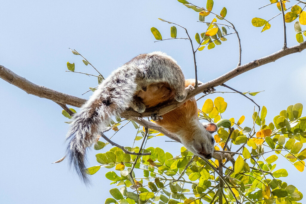 Ardilla centroamericana (Sciurus variegatoides). Créditos: Julien C