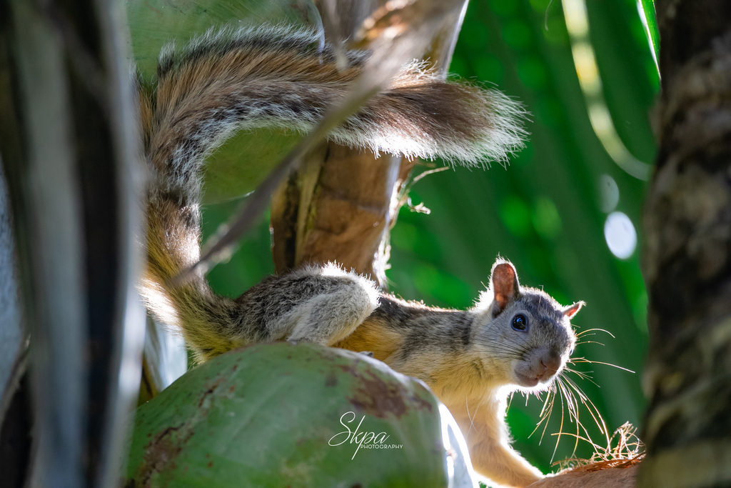 Ardilla centroamericana (Sciurus variegatoides). Créditos: skpaphoto