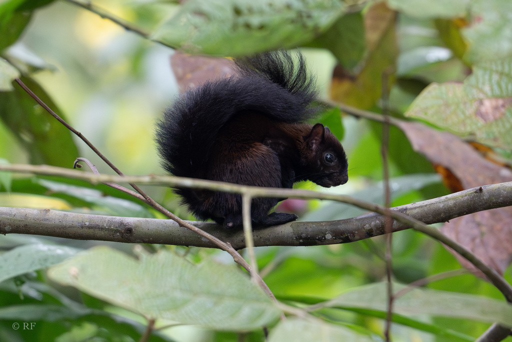 Ardilla centroamericana (Sciurus variegatoides). Créditos- roxie_fu