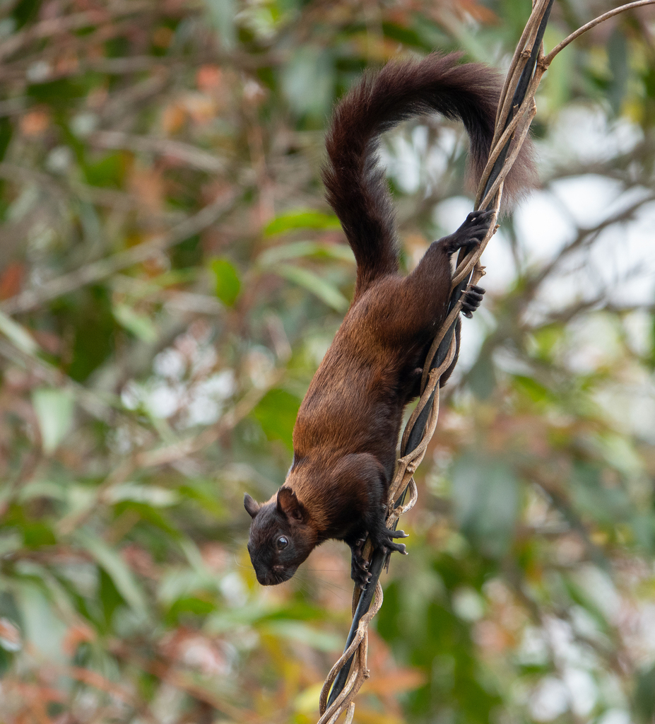 Ardilla centroamericana (Sciurus variegatoides). Créditos: Isaac Capp