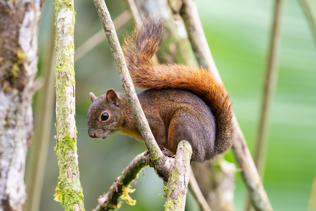 Un acercamiento a las ardillas de Latinoamérica, que suman nueva especie