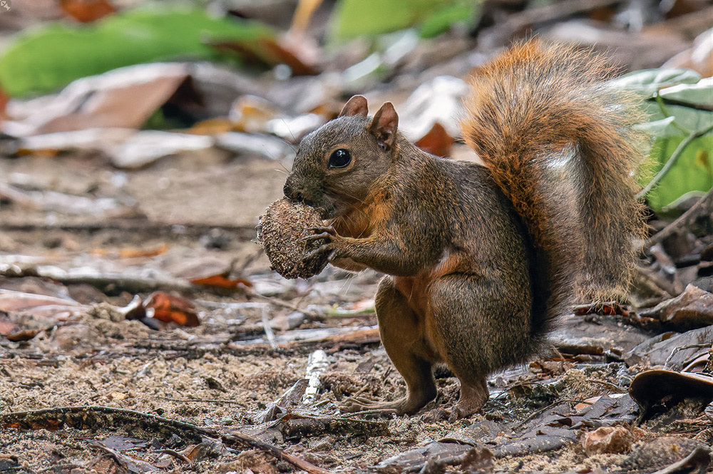 Ardilla de cola roja (Notosciurus granatensis). Créditos: Bernd Dietrich