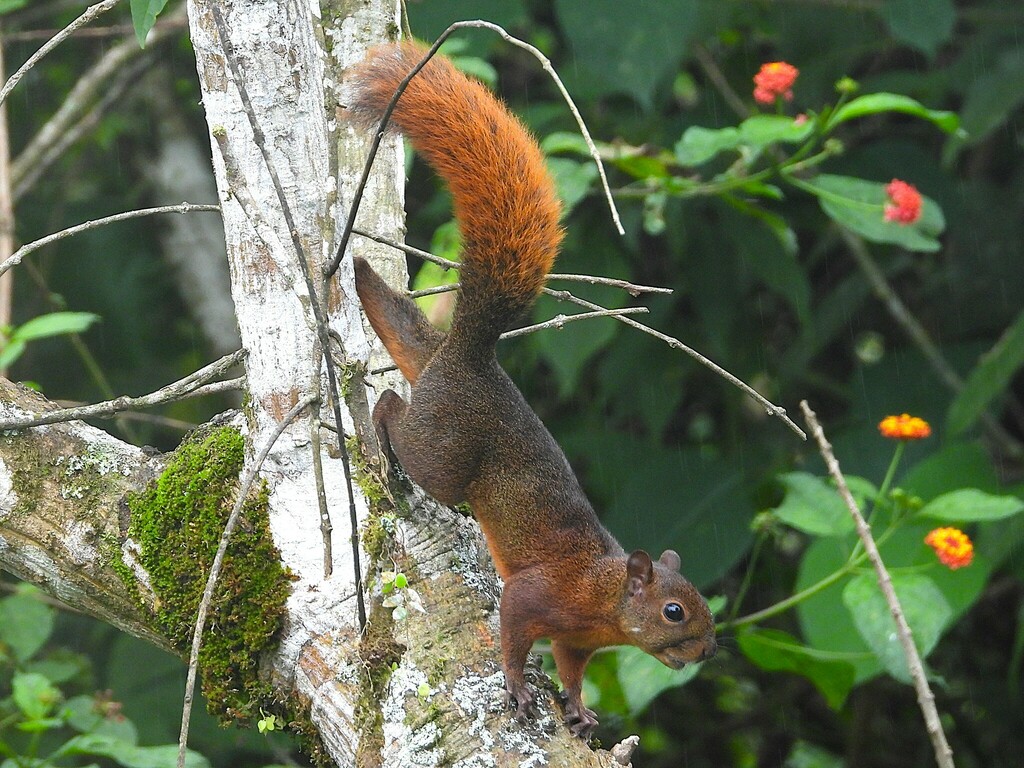 Ardilla de cola roja (Notosciurus granatensis). Créditos: tjardaderooij 