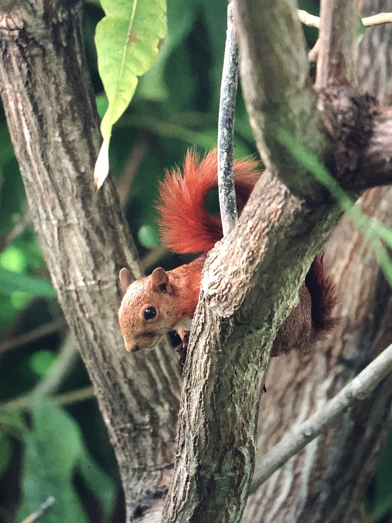 Ardilla de cola roja (Notosciurus granatensis). Créditos: tjardaderooij 