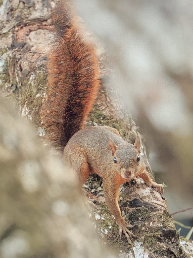 Ardilla de cola roja (Notosciurus granatensis). Créditos: tjardaderooij