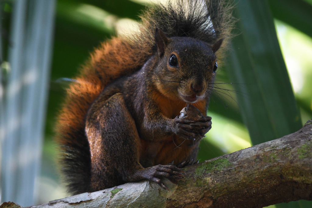 Ardilla de cola roja (Notosciurus granatensis)Créditos: liamgr