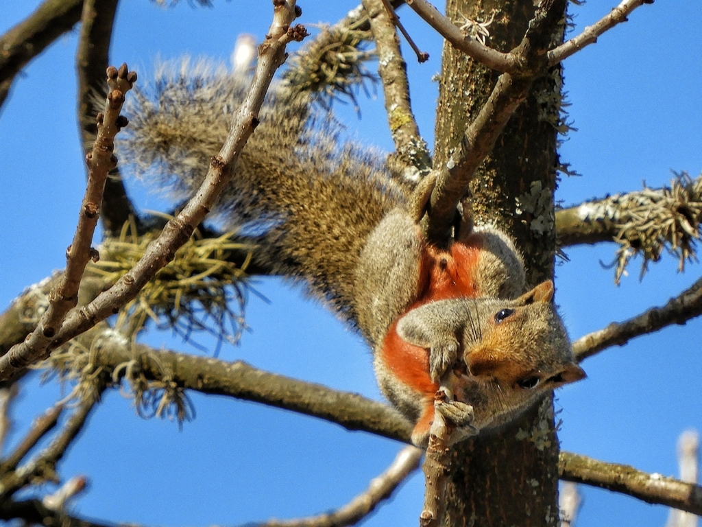 Ardilla de vientre rojo (Callosciurus erythraeus). Créditos: eugeinti