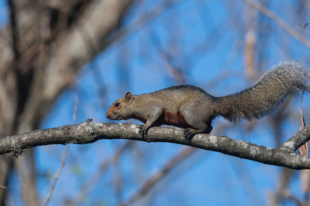 Ardilla de vientre rojo (Callosciurus erythraeus). Créditos: Nicolas Mazzini