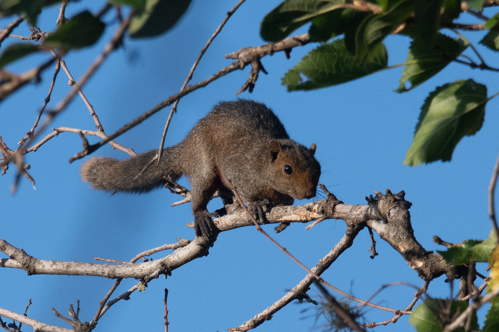 Ardilla de vientre rojo (Callosciurus erythraeus). Créditos: Nicolás Mazzini