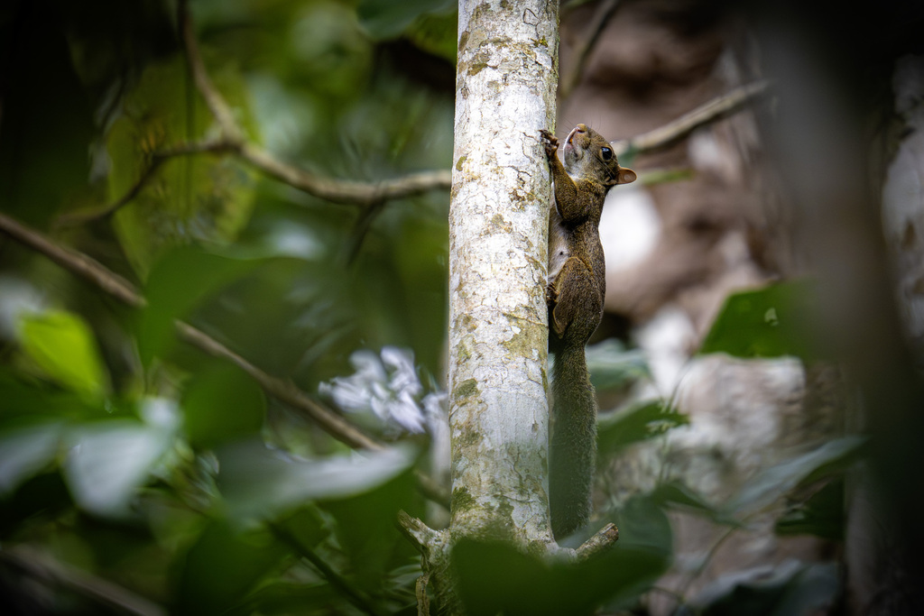 Ardilla misionera (Guerlinguetus brasiliensis). Créditos: Aisse Gaertner